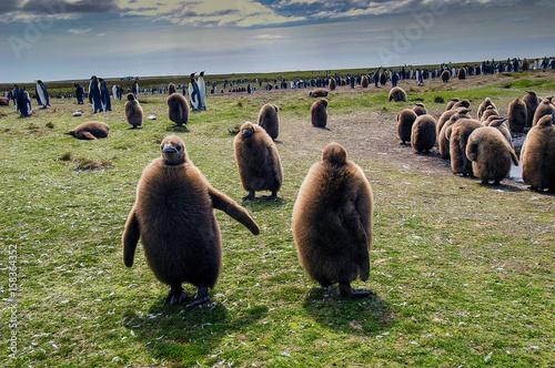 Junge Königspinguine auf der Ostinsel der Falklands photo