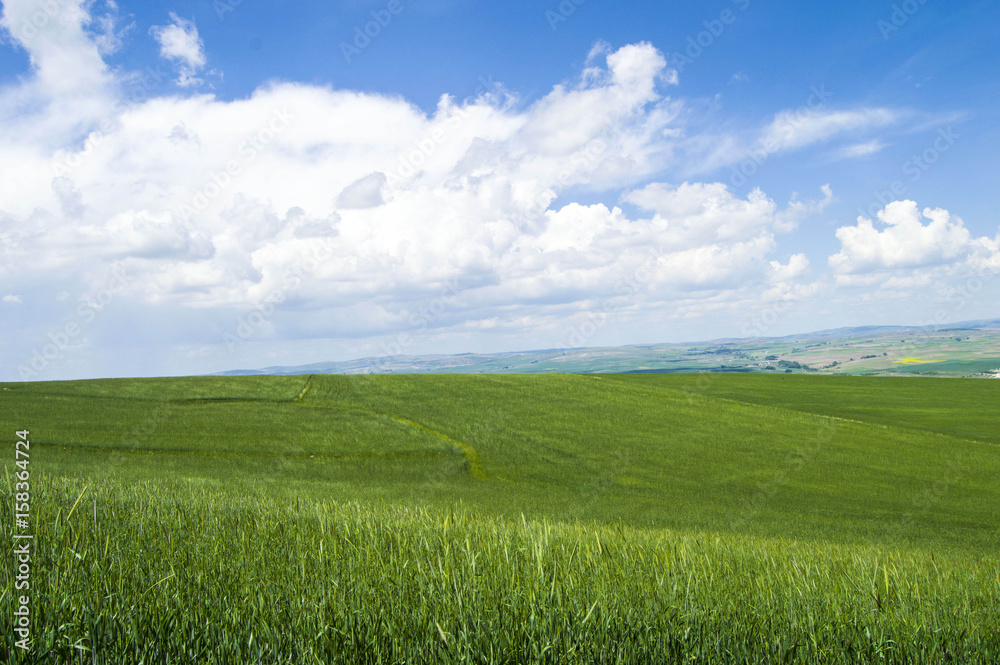 Ripening wheat, steppe wheat fields, wheat spike, green wheat field landscape pictures
Ripening wheat, steppe wheat fields, wheat spike, green wheat field landscape pictures