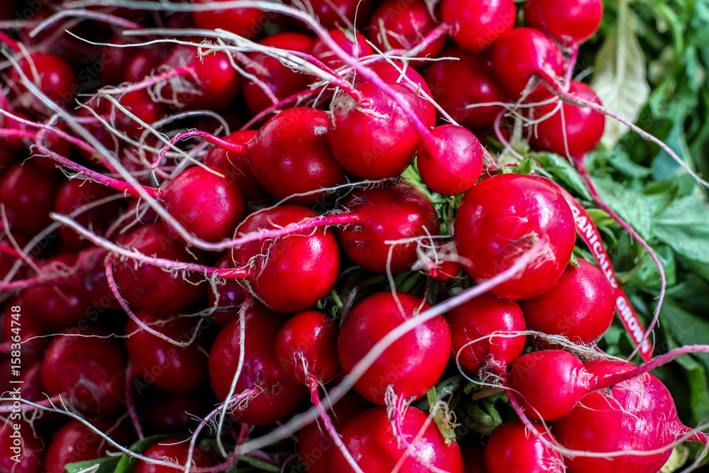 Organically grown radish Organically grown radish
