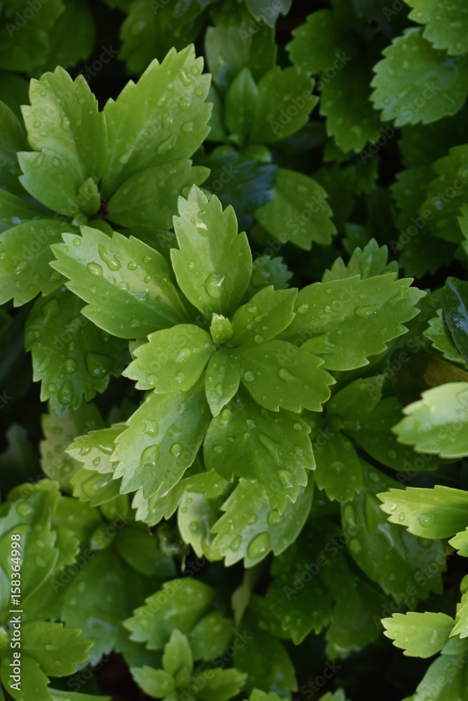 Green Cluster Green Cluster
