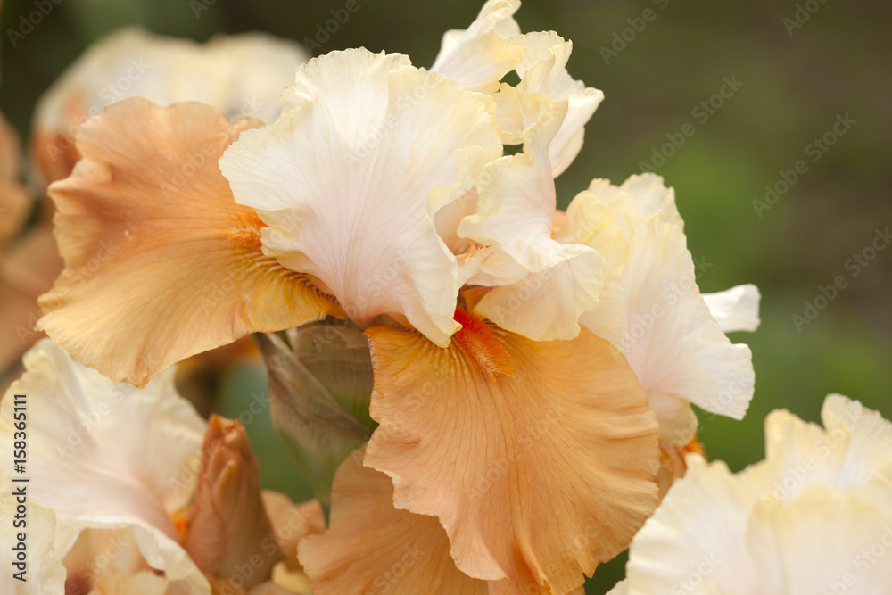 Beautiful flowering iris in the garden. Beautiful flowering iris in the garden.