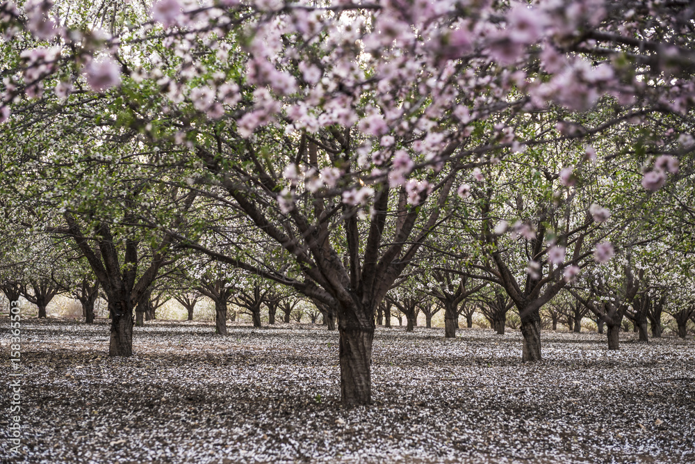 Fototapeta premium Rows Almond trees blooming with pink and white flowers in orchard with petals covering the ground appearing like snow, view through tunnel between rows of trees. Latrun, Israel