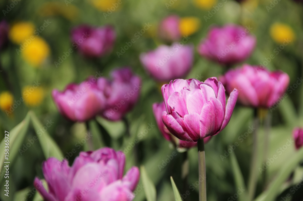 Purple tulips Purple tulips