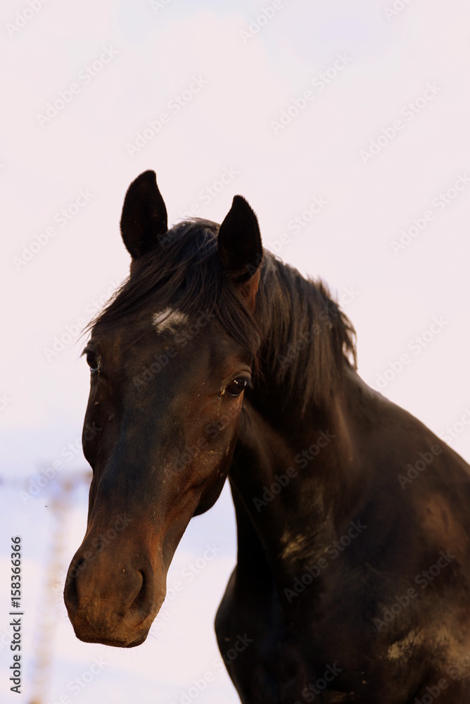 curious, big black horse looking very curious curious, big black horse looking very curious