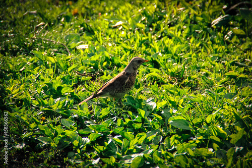  birdie