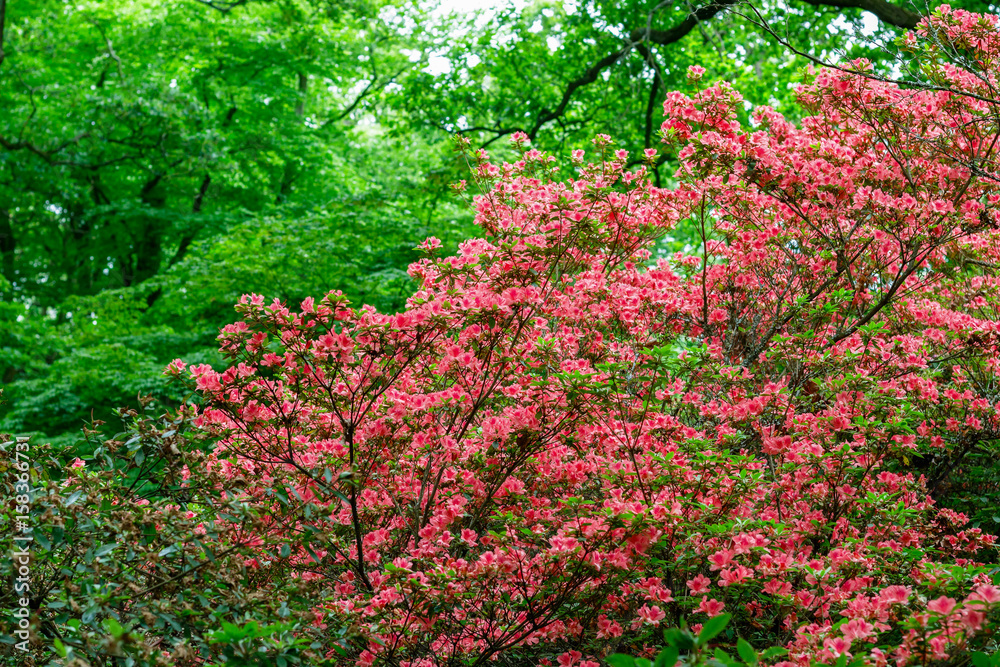 Spring flowers in Isabella Plantation, Richmond Park in London Spring flowers in Isabella Plantation, Richmond Park in London