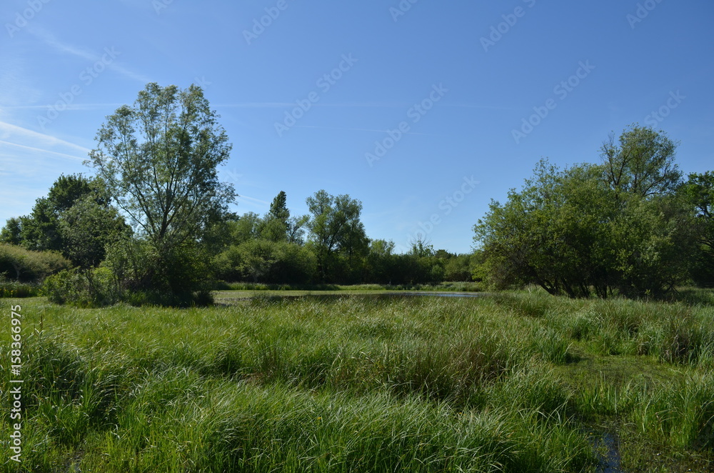 Marais de Morlin a Taluyers (69)