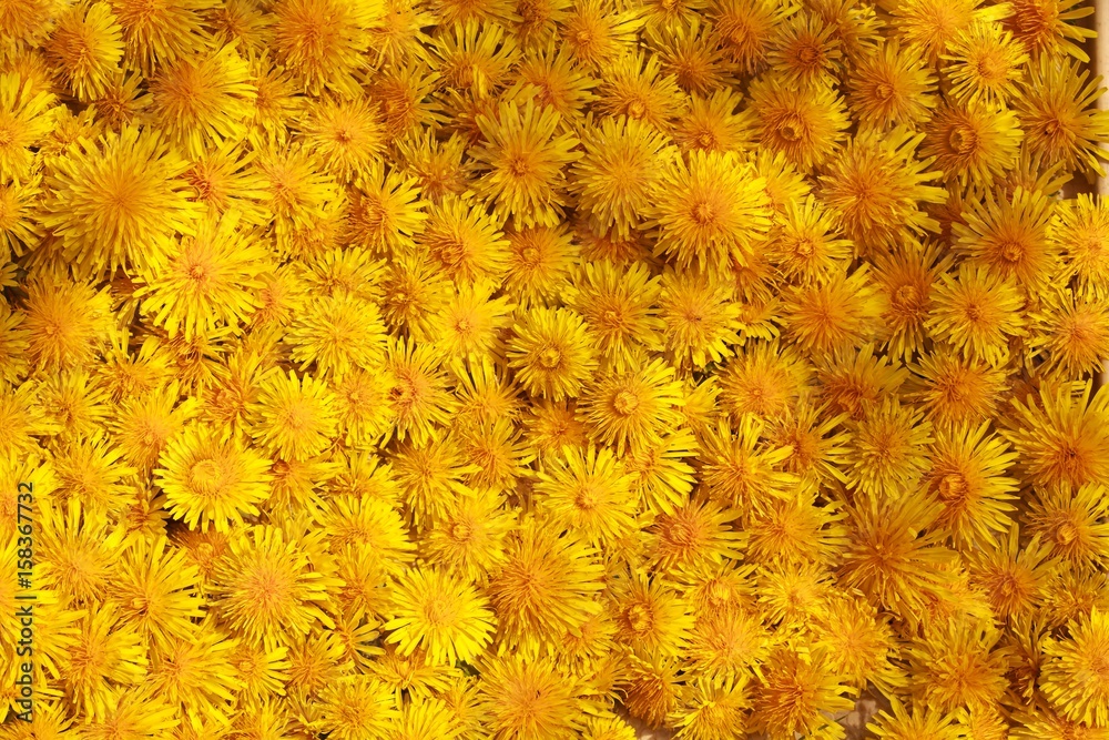Background made of many of sow-thistle, dandelions Background made of many of sow-thistle, dandelions