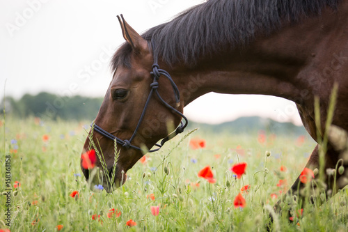 Fototapeta Naklejka Na Ścianę i Meble -  Braunes Pferd im Klatschmohn