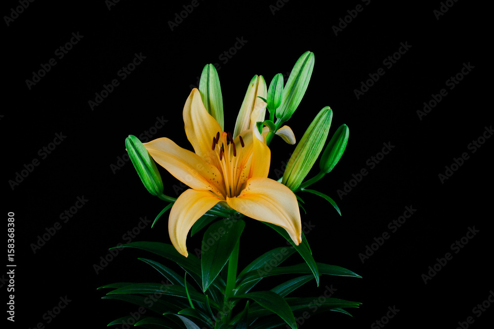 Obraz premium close up of an orange whit green buds islotad on black
