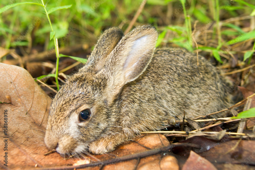 Fototapeta premium Little rabbit sleeping in a grass forest.