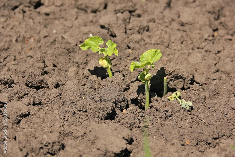 The bean sprouts The bean sprouts