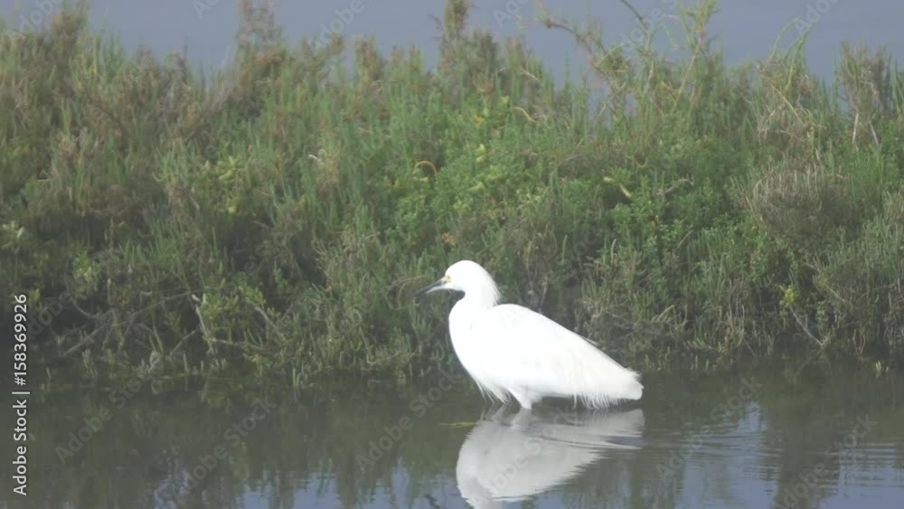 Snowy Egret feeding fishing Snowy Egret feeding fishing