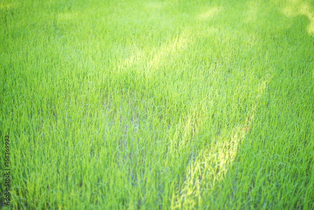 Green rice nature background.