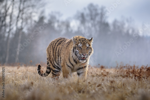 tiger, siberian tiger (Ursus maritimus),
