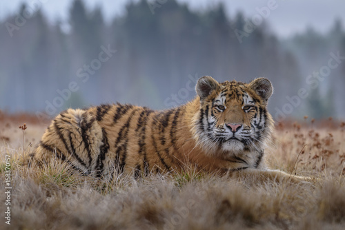 tiger, siberian tiger (Ursus maritimus),