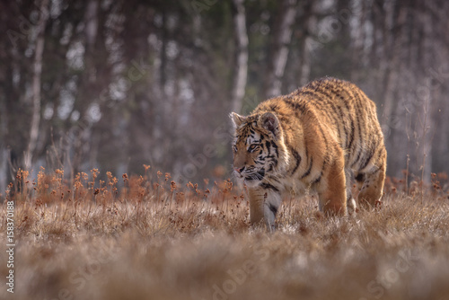 tiger  siberian tiger  Ursus maritimus  