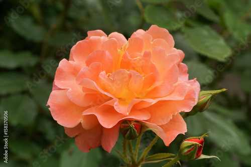 leuchtende rosenblüte