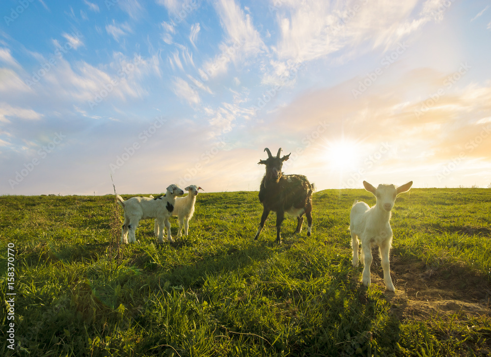 Naklejka premium small herd of goats grazing in the meadow on a sunny day