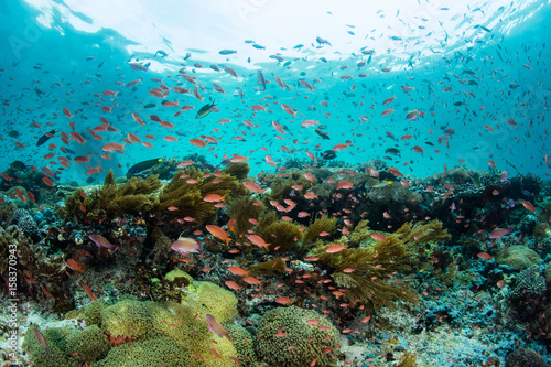 Fototapeta Naklejka Na Ścianę i Meble -  Colorful Reef Fish and Vibrant Reef