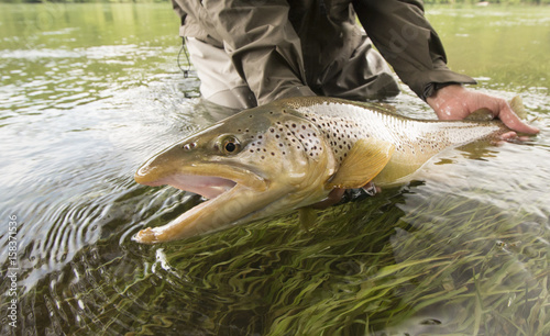 Fototapeta Naklejka Na Ścianę i Meble -  Man Releasing Big Brown Trout 