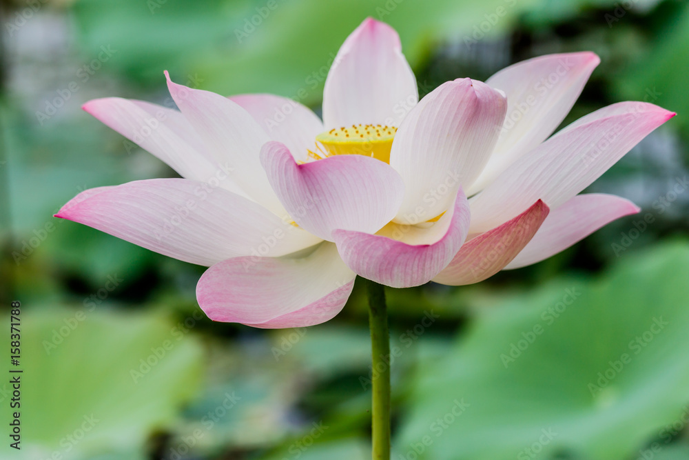 beautiful pink waterlily or lotus flower in pond beautiful pink waterlily or lotus flower in pond