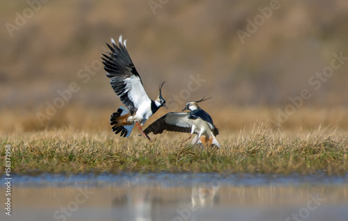 Northern lapwing males severe combat in air at spring in fields photo
