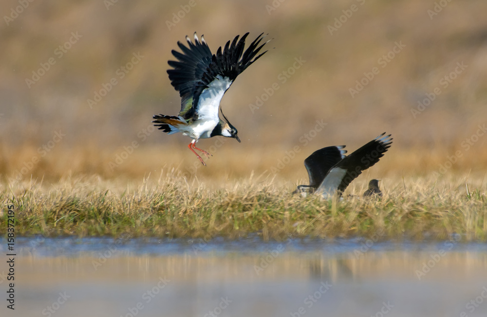 Obraz premium Northern lapwing males fighting in air at spring in fields