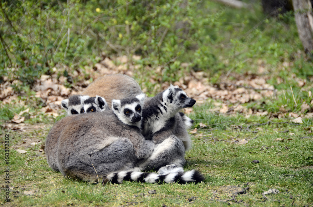Fototapeta premium Lemurs, makis family with baby