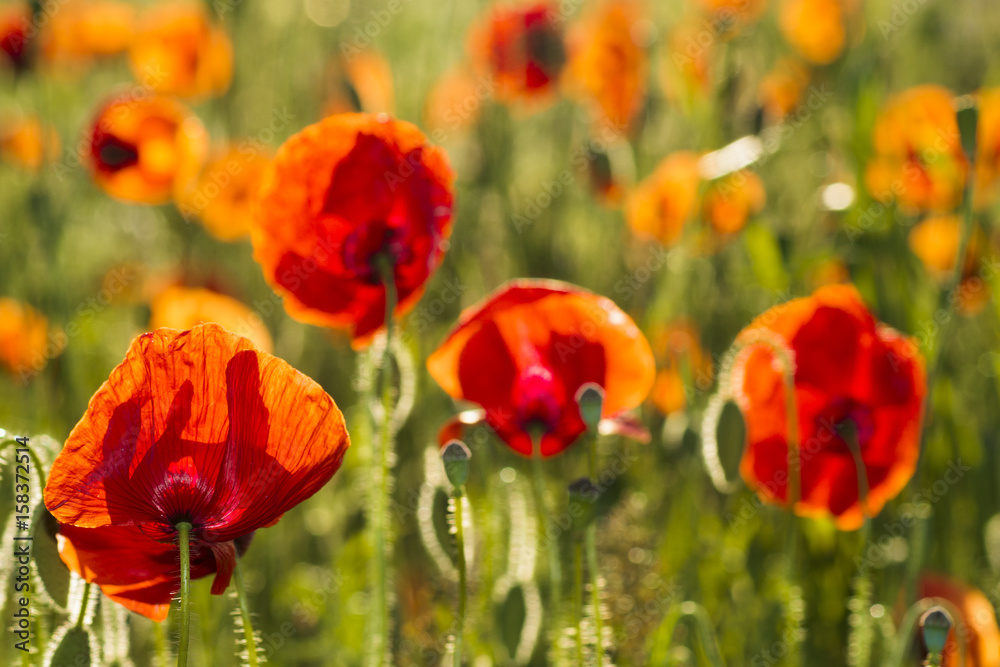 Obraz premium Flowers Red poppies blossom on wild field