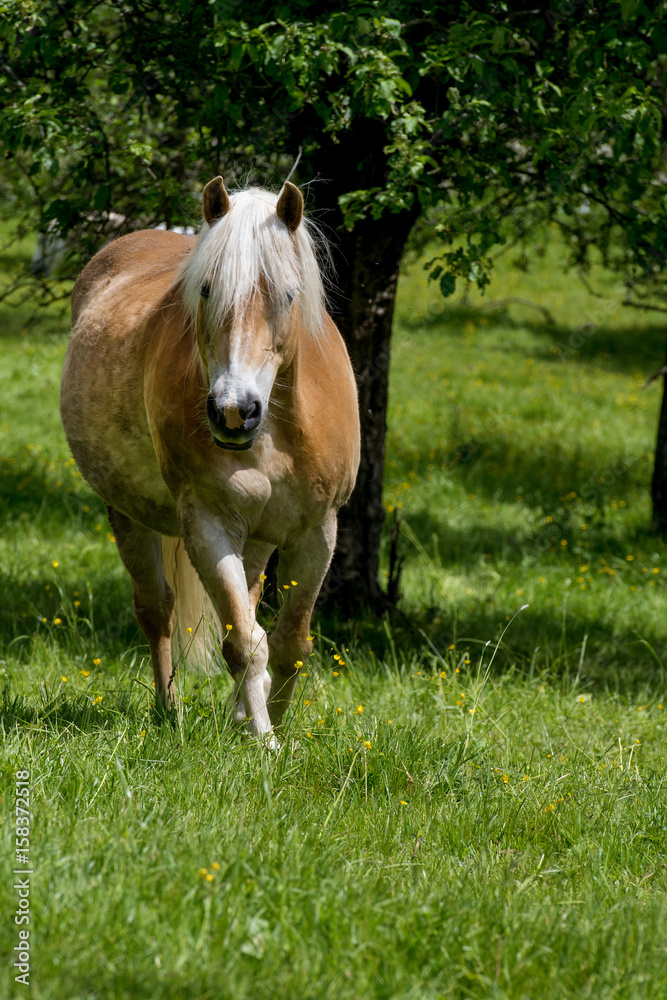 Obraz premium Pferd auf der Koppel