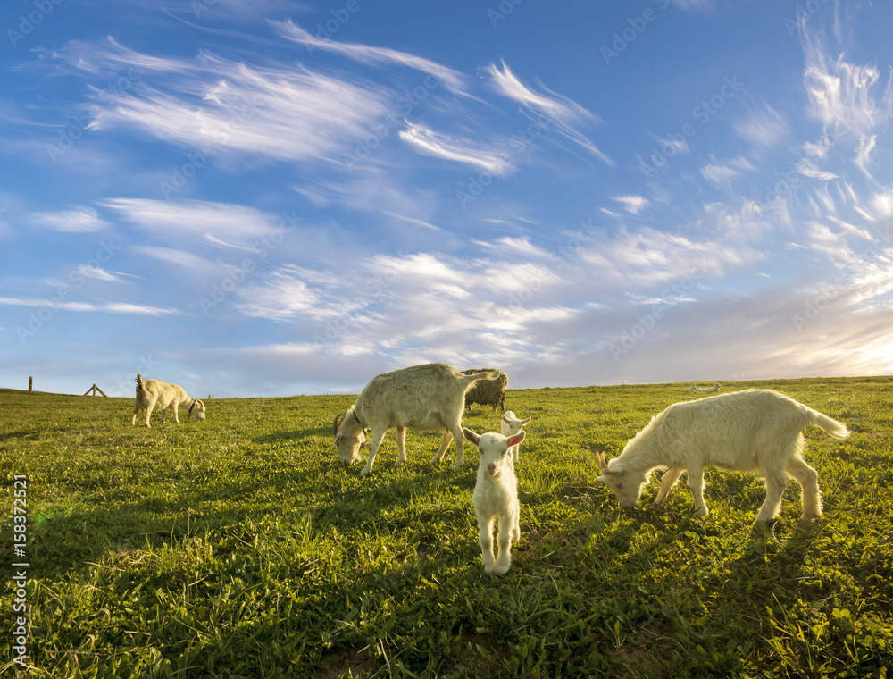 Naklejka premium small herd of goats grazing in the meadow on a sunny day