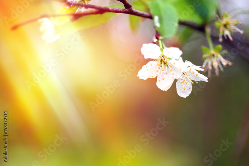 Blooming cherry and sunlight. Floral background.