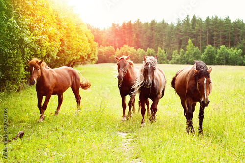 Horses in a meadow on a sunny day