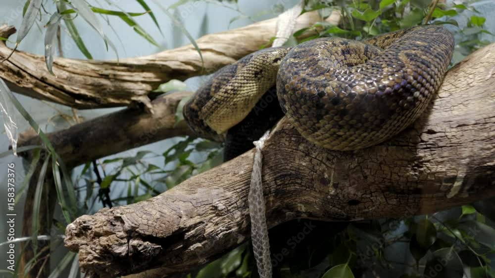 Big snake moving slowly on a tree branch Big snake moving slowly on a tree branch