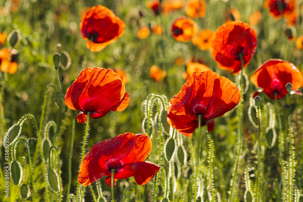 Fototapeta premium Flowers Red poppies blossom on wild field
