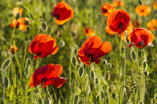 Flowers Red poppies blossom on wild field