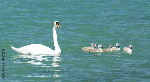 Swan family at Lake Balaton  Hungary