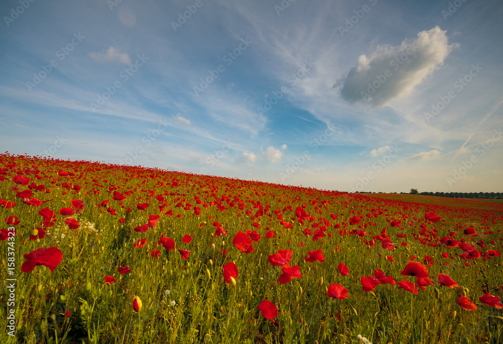 Field of red poppies in a beautiful sunny day