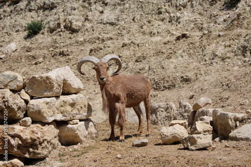 mouflon à manchettes