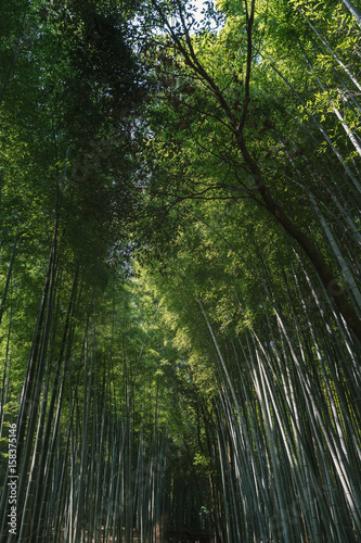 古都京都 嵯峨野の竹林風景