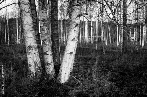  A nice birch dungeon in black and white photo