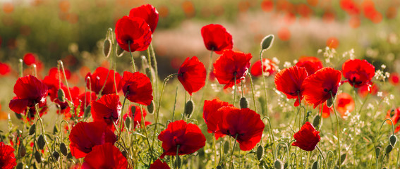 Papier peint photo Coquelicots Panorama champêtre aux coquelicots rouges  © Mike Mareen