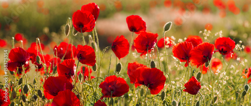 Panorama with red poppies