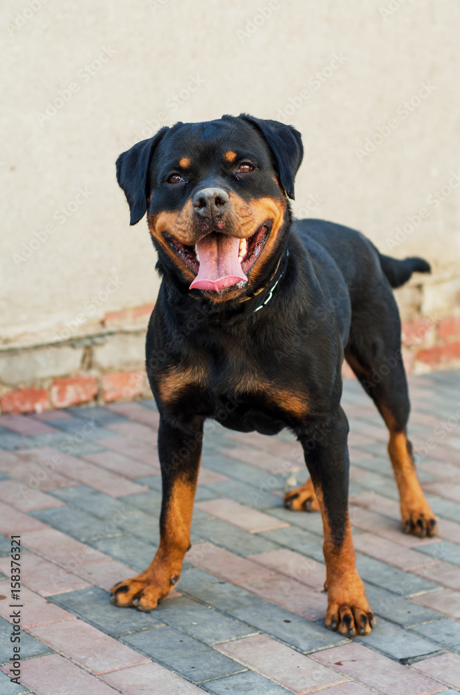 Beautiful Rottweiler dog