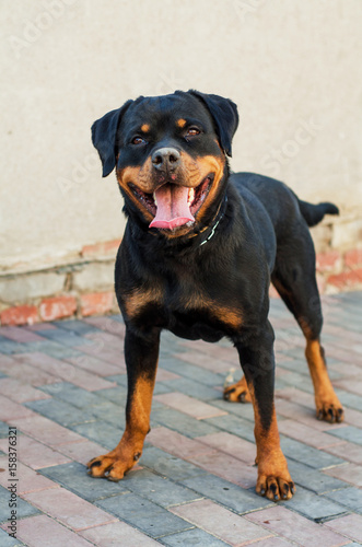 Beautiful Rottweiler dog