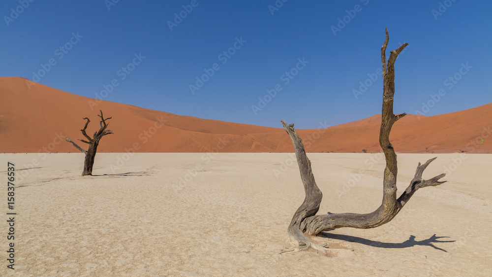 Dead Acacia trees in DeadVlei, Sossusvlei, Namibia Dead Acacia trees in DeadVlei, Sossusvlei, Namibia