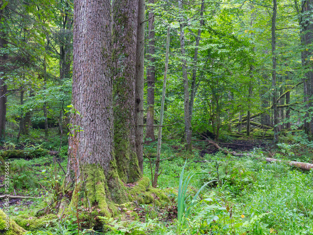 Old alder trees in spring forest Old alder trees in spring forest