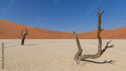 Dead Acacia trees in DeadVlei  Sossusvlei  Namibia