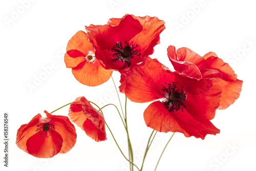Fototapeta Naklejka Na Ścianę i Meble -  Poppy flowers on white